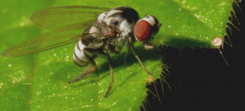 Polyporivora ornata